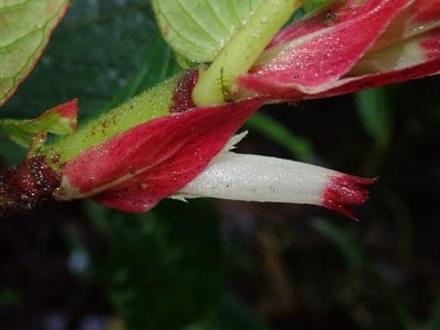 Columnea albovinosa, photographed by Nolan Exe