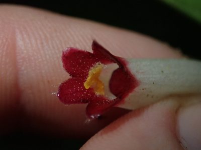 Columnea albovinosa, photographed by Nolan Exe