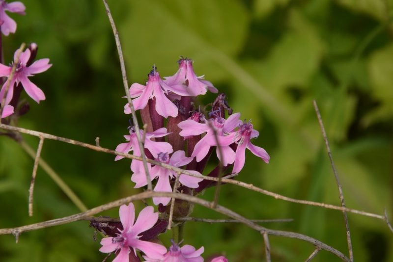 Silene aegyptiaca, photographed by Mitch Van Dyke