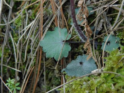 Cardamine flagellifera, photographed by Michael J. Papay