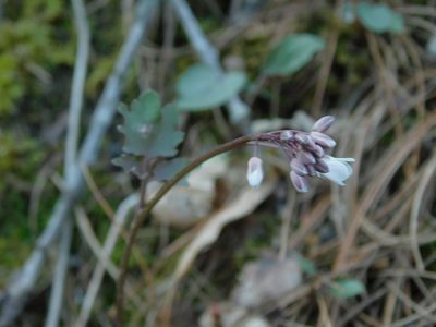 Cardamine flagellifera, photographed by Michael J. Papay