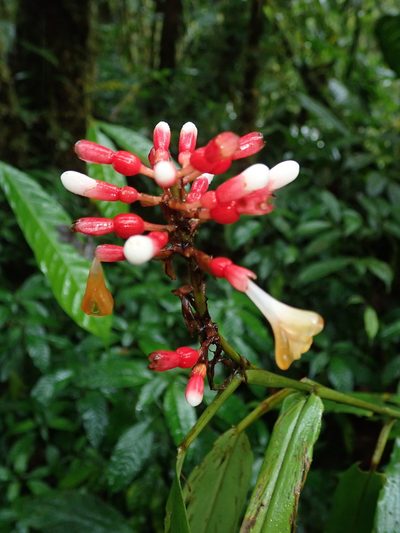 Renealmia sessilifolia, photographed by Nolan Exe