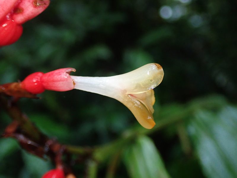 Renealmia sessilifolia, photographed by Nolan Exe