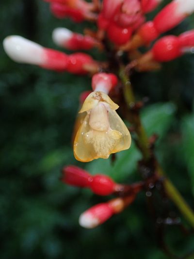 Renealmia sessilifolia, photographed by Nolan Exe