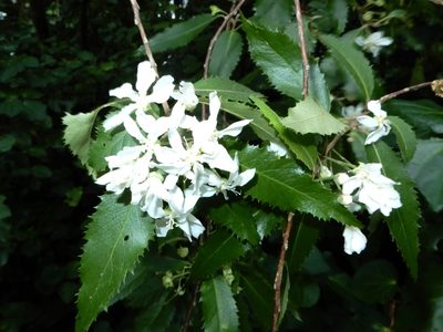 Hoheria sexstylosa, photographed by Grey Smith