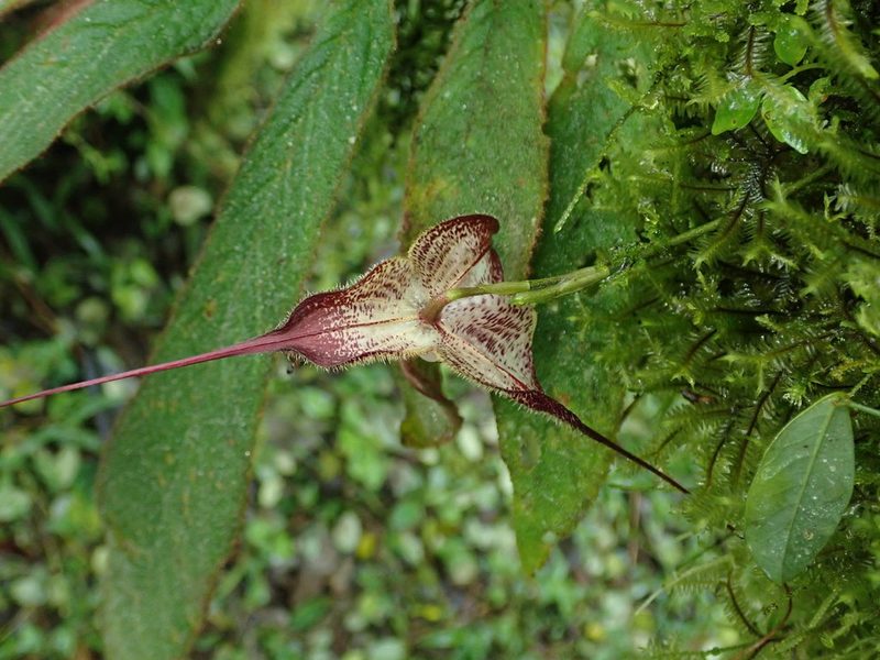Dracula lafleurii, photographed by Nolan Exe