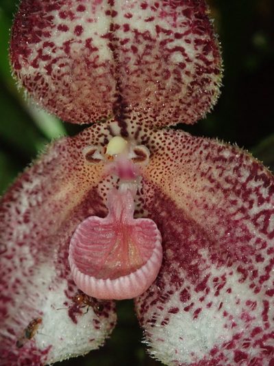Dracula lafleurii, photographed by Nolan Exe