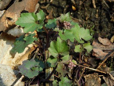 Cardamine flagellifera, photographed by Michael J. Papay