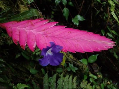 Wallisia cyanea, photographed by Nolan Exe