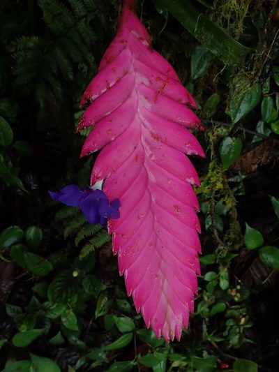 Wallisia cyanea, photographed by Nolan Exe