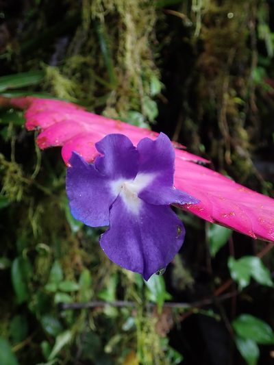 Wallisia cyanea, photographed by Nolan Exe