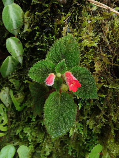 Kohleria villosa, photographed by Nolan Exe