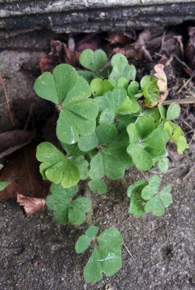 Oxalis chnoodes, photographed by Peter de Lange