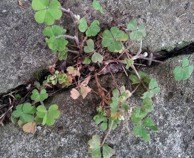 Oxalis chnoodes, photographed by Peter de Lange