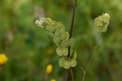 Biscutella didyma, photographed by Mitch Van Dyke
