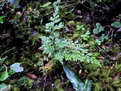 Asplenium dareoides, photographed by Cesar Ormazabal