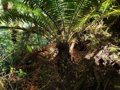 Lomariocycas magellanica, photographed by Cesar Ormazabal