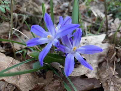Scilla luciliae, photographed by Katrin Simon