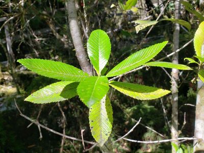Caldcluvia paniculata, photographed by Cesar Ormazabal