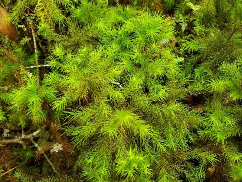 Dendroligotrichum dendroides, photographed by Cesar Ormazabal