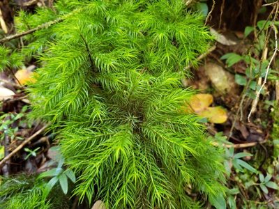 Dendroligotrichum dendroides, photographed by Cesar Ormazabal