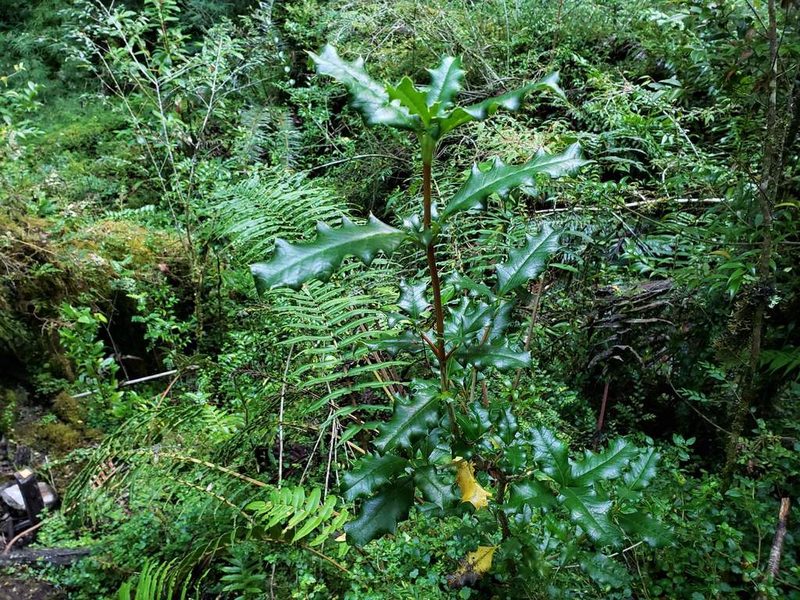 Desfontainia fulgens, photographed by Cesar Ormazabal