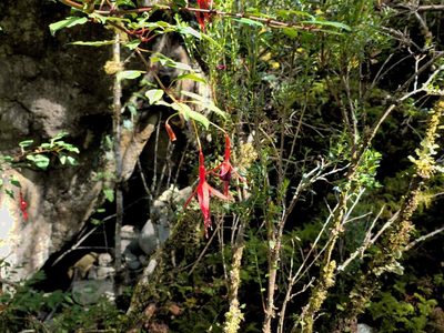 Fuchsia magellanica, photographed by Cesar Ormazabal