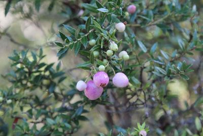 Gaultheria mucronata, photographed by Cesar Ormazabal