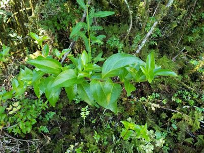 Griselinia racemosa, photographed by Cesar Ormazabal