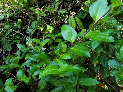 Griselinia racemosa, photographed by Cesar Ormazabal