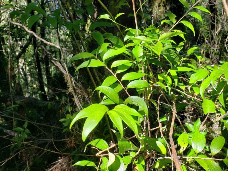 Griselinia ruscifolia, photographed by Cesar Ormazabal