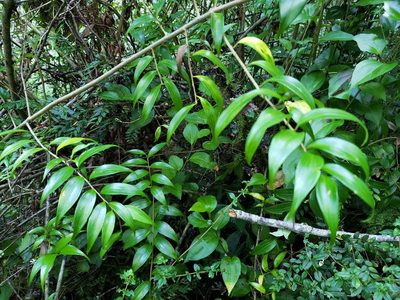 Griselinia ruscifolia, photographed by Cesar Ormazabal