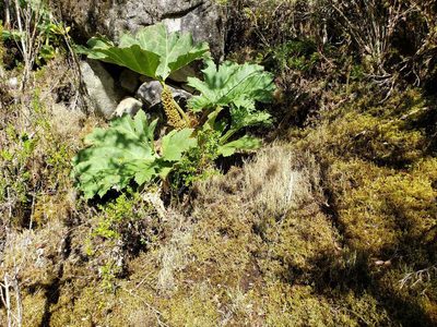 Gunnera tinctoria, photographed by Cesar Ormazabal