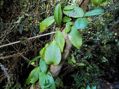 Hydrangea serratifolia, photographed by Cesar Ormazabal