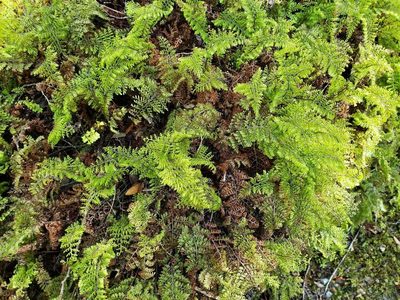 Hymenophyllum dentatum, photographed by Cesar Ormazabal