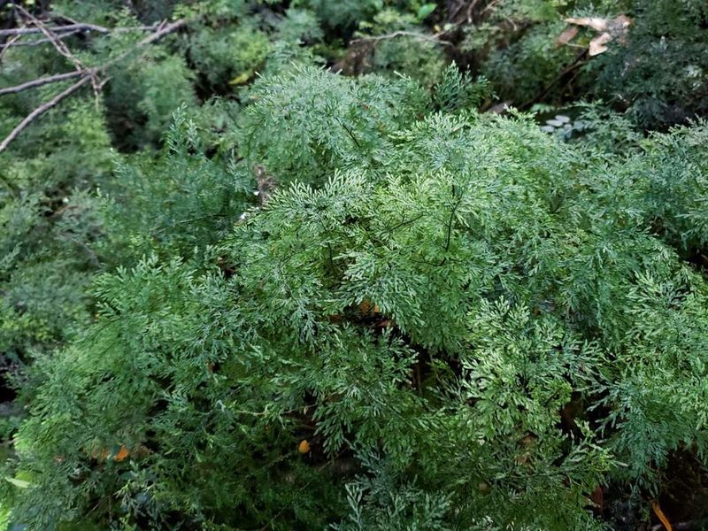 Hymenophyllum fuciforme, photographed by Cesar Ormazabal