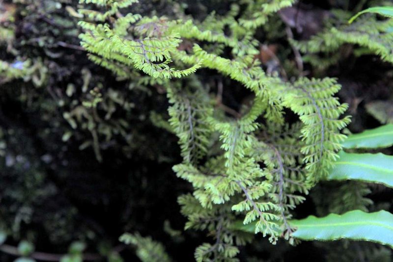 Hymenophyllum dentatum, photographed by Cesar Ormazabal