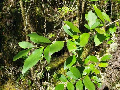 Laureliopsis philippiana, photographed by Cesar Ormazabal
