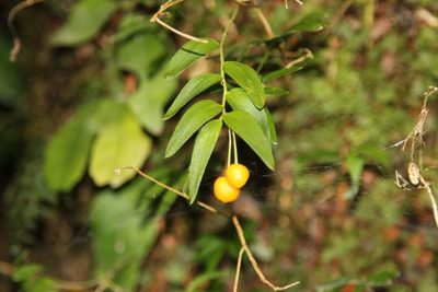 Luzuriaga radicans, photographed by Cesar Ormazabal