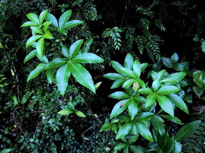 Raukaua laetevirens, photographed by Cesar Ormazabal