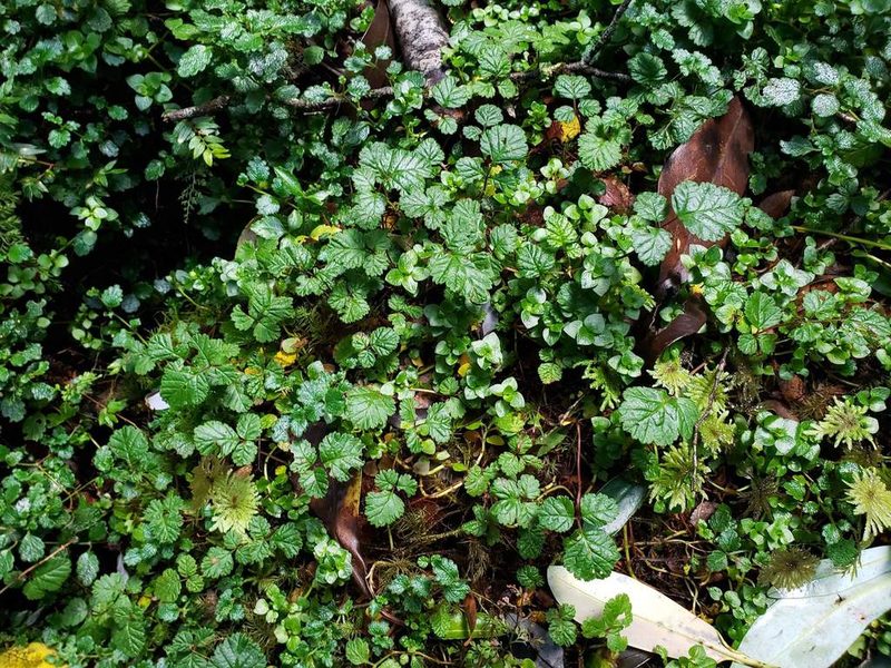 Rubus radicans, photographed by Cesar Ormazabal