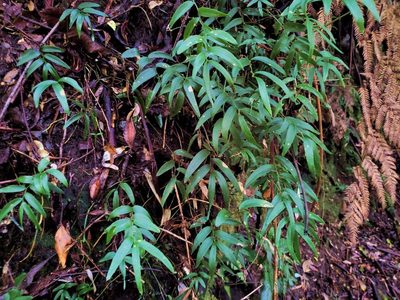 Luzuriaga radicans, photographed by Cesar Ormazabal