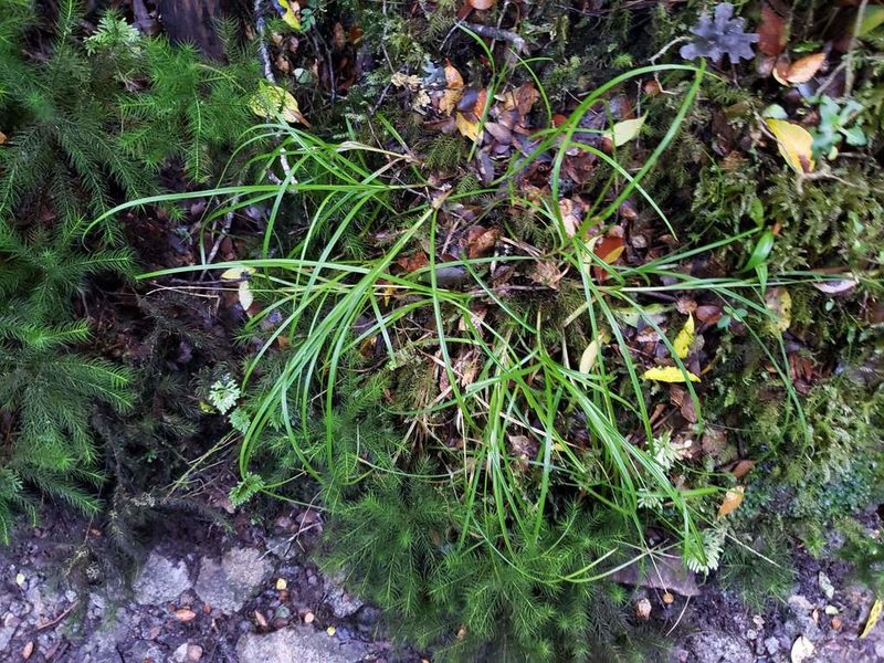 Carex firmula, photographed by Cesar Ormazabal
