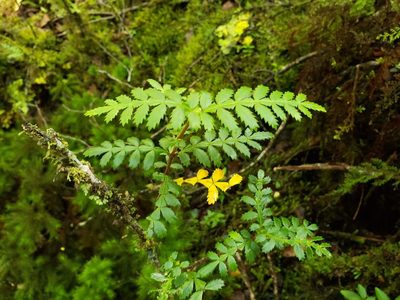 Weinmannia trichosperma, photographed by Cesar Ormazabal