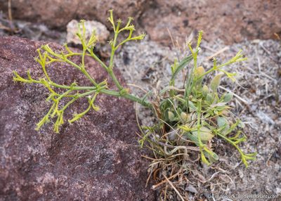 Chorizanthe brevicornu, photographed by Tim Messick