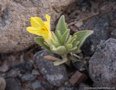 Mohavea breviflora, photographed by Tim Messick