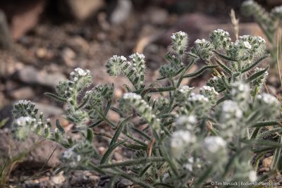 Johnstonella angustifolia, photographed by Tim Messick