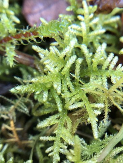 Hyocomium armoricum, photographed by Young Jun Lee