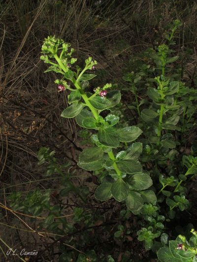 Scrophularia frutescens, photographed by José Luis Camaño