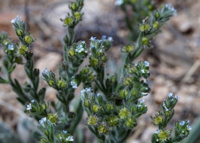 Lappula occidentalis, photographed by Andrew Tree